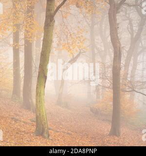 Il bosco del Chevin Forest Park è oscato in una fitta nebbia mentre il colore autunnale raggiunge il suo apice, con toni caldi e ricchi che dominano la scena. Foto Stock