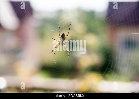 Araneus quadratus ragno in Polonia. 14 Settembre 2020 © Wojciech Strozyk / Alamy Stock Photo Foto Stock