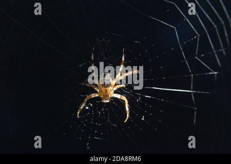 Araneus quadratus ragno in Polonia. 14 Settembre 2020 © Wojciech Strozyk / Alamy Stock Photo Foto Stock