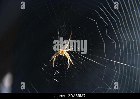 Araneus quadratus ragno in Polonia. 14 Settembre 2020 © Wojciech Strozyk / Alamy Stock Photo Foto Stock