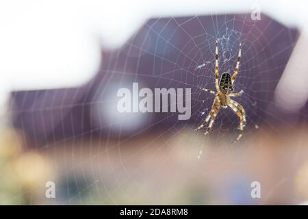 Araneus quadratus ragno in Polonia. 14 Settembre 2020 © Wojciech Strozyk / Alamy Stock Photo Foto Stock