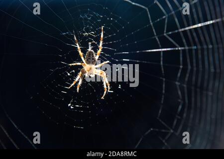 Araneus quadratus ragno in Polonia. 14 Settembre 2020 © Wojciech Strozyk / Alamy Stock Photo Foto Stock