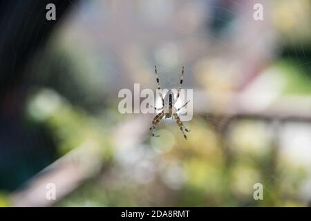 Araneus quadratus ragno in Polonia. 14 Settembre 2020 © Wojciech Strozyk / Alamy Stock Photo Foto Stock