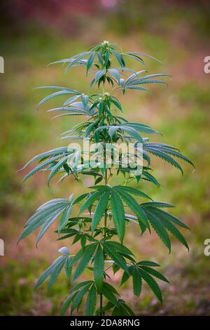 Primo piano delle piante di cannabis, cespuglio di marijuana Foto Stock