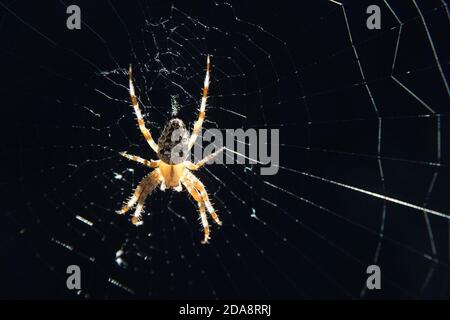 Araneus quadratus ragno in Polonia. 14 Settembre 2020 © Wojciech Strozyk / Alamy Stock Photo Foto Stock