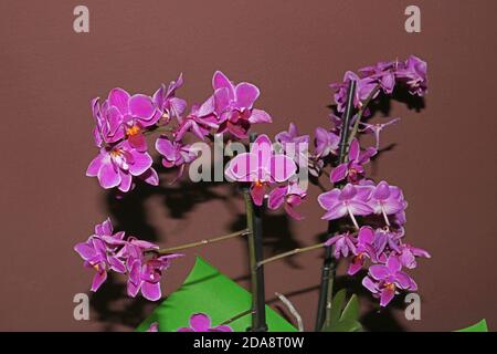 Orchidea viola con sfondo marrone Foto Stock