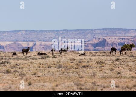 Le burros selvagge sul San Rafael si gonfiano nello Utah centrale con le montagne Wasatch innevate alle spalle. Utah, Stati Uniti. Foto Stock