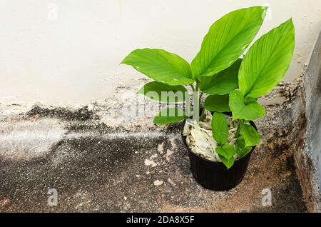 Guardando giù alla curcuma in vaso di fiori Foto Stock