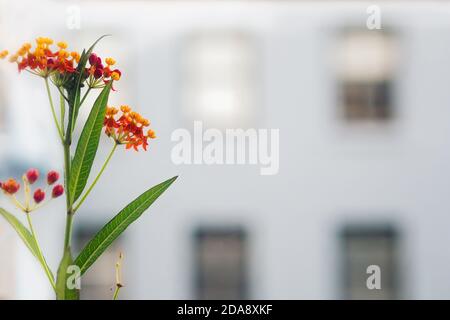 Orange flowers in bloom on a houseplant on a windowsill Foto Stock
