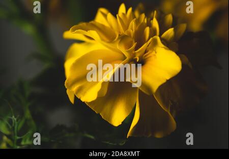 Giallo Cempasuchil , Tagetes erecta fiore , macro primo piano, fuoco selettivo Foto Stock