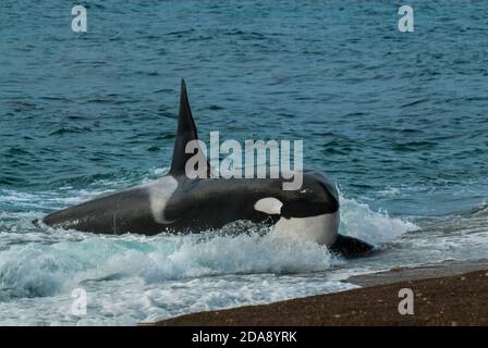 Killer Whale, Orca, caccia di un cucito leone di mare, Penisola Valdez, Patagonia Argentina Foto Stock