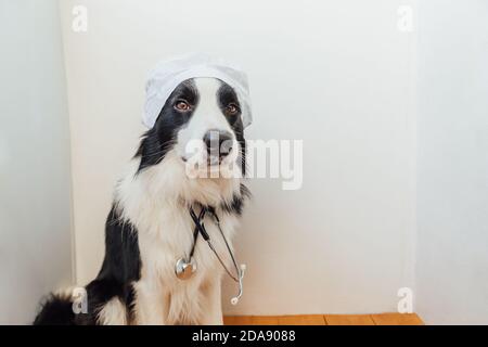 Cucciolo cane bordo collie con stetoscopio vestito in costume medico su sfondo bianco parete interna. Piccolo cane alla reception presso il medico veterinario in clinica di veterinario. PET salute e animali concetto Foto Stock