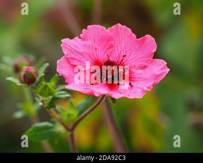 Closeup di un bel fiore rosa di cinquefoil e germoglio, Potentilla nepalensis Miss Willmott, in un giardino Foto Stock