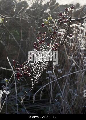 Brina di zelo sul web di orb spider con Hews (Bacche di biancospino - Crataegus mponogyna) Luccicante nella hedgerow retroilluminata dal basso sole invernale Foto Stock