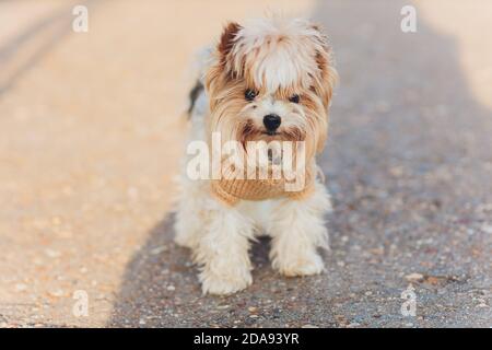 Australian Silky Terrier Outdoor Summer Ritratto. Tema animale domestico Foto Stock
