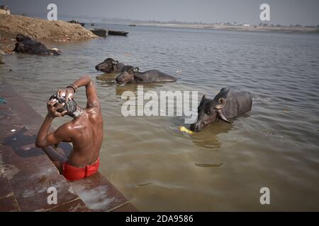 Varanasi, India, gennaio 2008. Un uomo si lava accanto ai bufali d'acqua in un ghat sul fiume Gange. Foto Stock