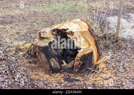 Grumi da un albero vecchio sano appena tagliato dopo un fuoco Foto Stock