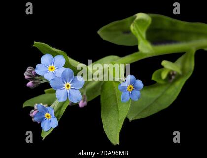 Fiore blu di dimenticare-me-non, lat. Myosotis arvensis, isolato su sfondo nero Foto Stock