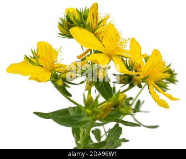 Infiorescenza di fiori gialli di Hypericum, isolati su sfondo bianco Foto Stock