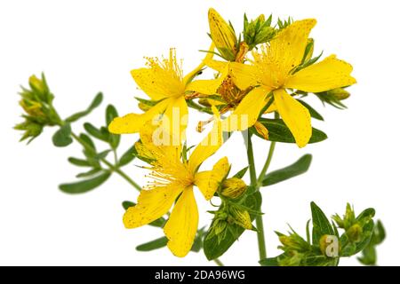 Infiorescenza di fiori gialli di Hypericum, isolati su sfondo bianco Foto Stock