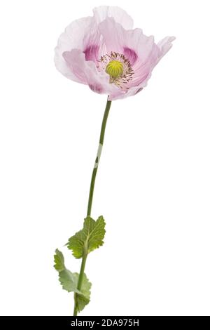 Fiore di papavero viola chiaro, isolato su sfondo bianco Foto Stock