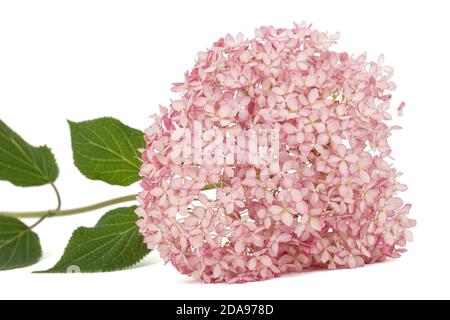 Infiorescenza dei fiori rosa di hydrangea primo piano, isolato su sfondo bianco Foto Stock