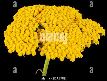 Fiori gialli di yarrow, lat. Achillea millefolium, isolato su sfondo nero Foto Stock