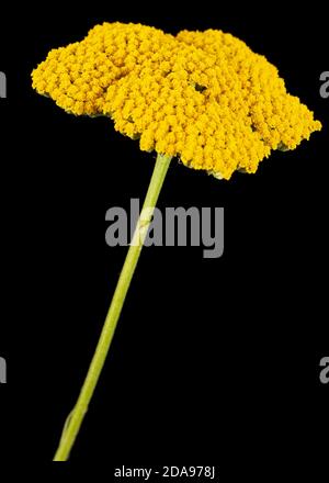 Fiori gialli di yarrow, lat. Achillea millefolium, isolato su sfondo nero Foto Stock