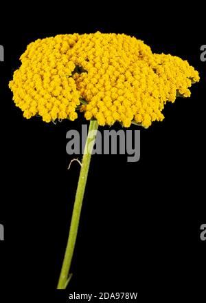 Fiori gialli di yarrow, lat. Achillea millefolium, isolato su sfondo nero Foto Stock