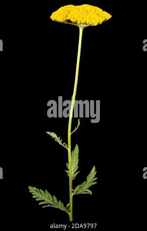 Fiori gialli di yarrow, lat. Achillea millefolium, isolato su sfondo nero Foto Stock