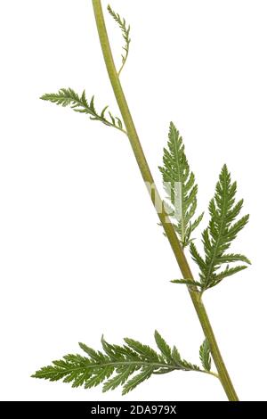 Foglie verdi di yarrow, lat. Achillea millefolium, isolato su sfondo bianco Foto Stock