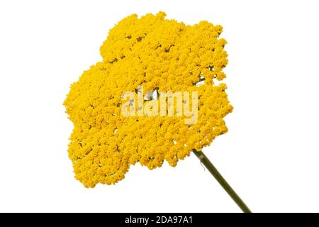 Fiori gialli di yarrow, lat. Achillea millefolium, isolato su sfondo bianco Foto Stock