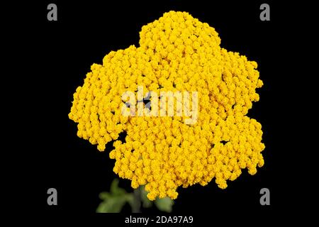 Fiori gialli di yarrow, lat. Achillea millefolium, isolato su sfondo nero Foto Stock