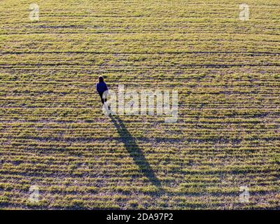 Una donna che cammina in un campo con raccolti di grano, il fallimento del raccolto e la perdita di raccolti di grano invernali a causa di condizioni atmosferiche avverse Foto Stock