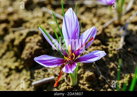 Bellissimi fiori di zafferano viola in un campo durante la fioritura a. tempo di mietitura Foto Stock