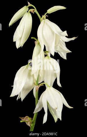 Fiori bianchi di yucca, isolati su sfondo nero Foto Stock