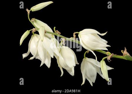 Fiori bianchi di yucca, isolati su sfondo nero Foto Stock