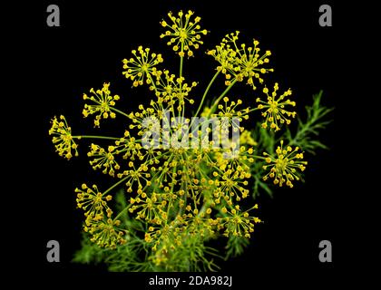 Ombrello fiore di Dill, utilizzato in cucina per aromatizzare, isolato su sfondo nero Foto Stock