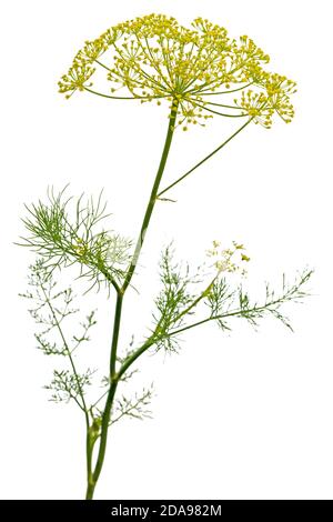 Ombrello fiore di Dill, utilizzato in cucina per aromatizzare, isolato su sfondo bianco Foto Stock