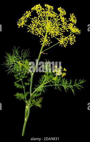 Ombrello fiore di Dill, utilizzato in cucina per aromatizzare, isolato su sfondo nero Foto Stock