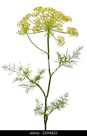 Ombrello fiore di Dill, utilizzato in cucina per aromatizzare, isolato su sfondo bianco Foto Stock