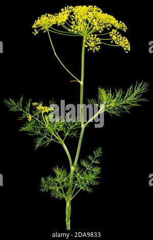 Ombrello fiore di Dill, utilizzato in cucina per aromatizzare, isolato su sfondo nero Foto Stock