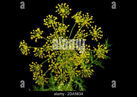 Ombrello fiore di Dill, utilizzato in cucina per aromatizzare, isolato su sfondo nero Foto Stock