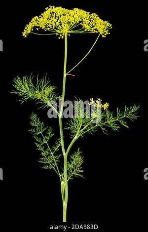 Ombrello fiore di Dill, utilizzato in cucina per aromatizzare, isolato su sfondo nero Foto Stock