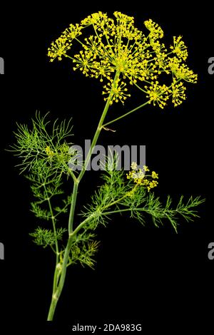 Ombrello fiore di Dill, utilizzato in cucina per aromatizzare, isolato su sfondo nero Foto Stock