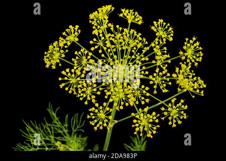 Ombrello fiore di Dill, utilizzato in cucina per aromatizzare, isolato su sfondo nero Foto Stock