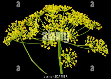Ombrello fiore di Dill, utilizzato in cucina per aromatizzare, isolato su sfondo nero Foto Stock