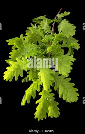 Giovane rametto di quercia con foglie, isolato su fondo nero Foto Stock