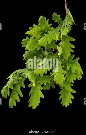 Giovane rametto di quercia con foglie, isolato su fondo nero Foto Stock