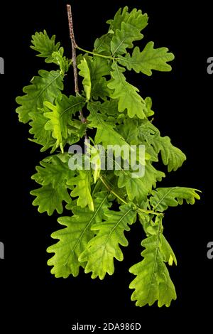Giovane rametto di quercia con foglie, isolato su fondo nero Foto Stock